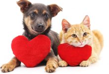 pet day images