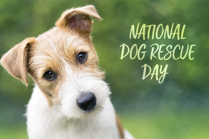National Rescue Dog Day Images