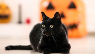 Black Cat Appreciation Day Images