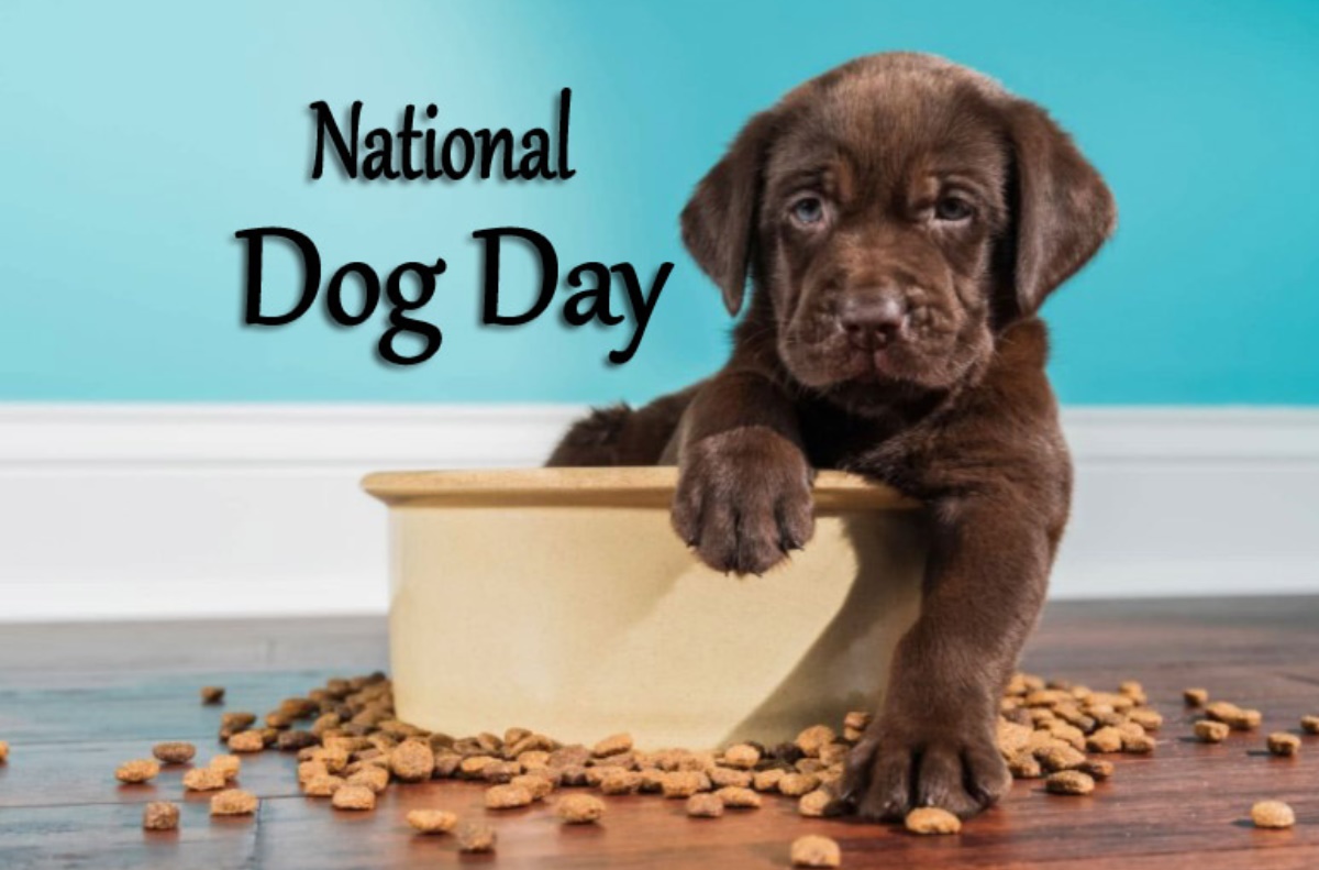 National Dog Day (Aug 26, 2024) Wishes, Quotes & HD Images