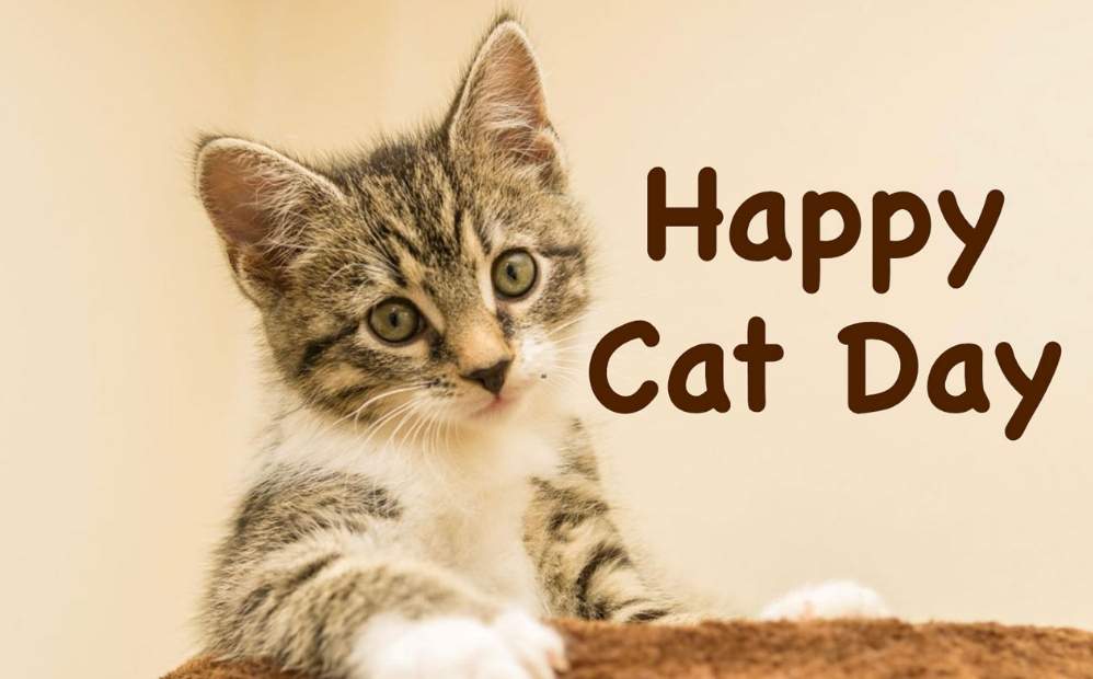 Happy Cat Day Wishes