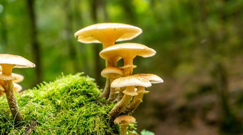 Mushroom Day Images