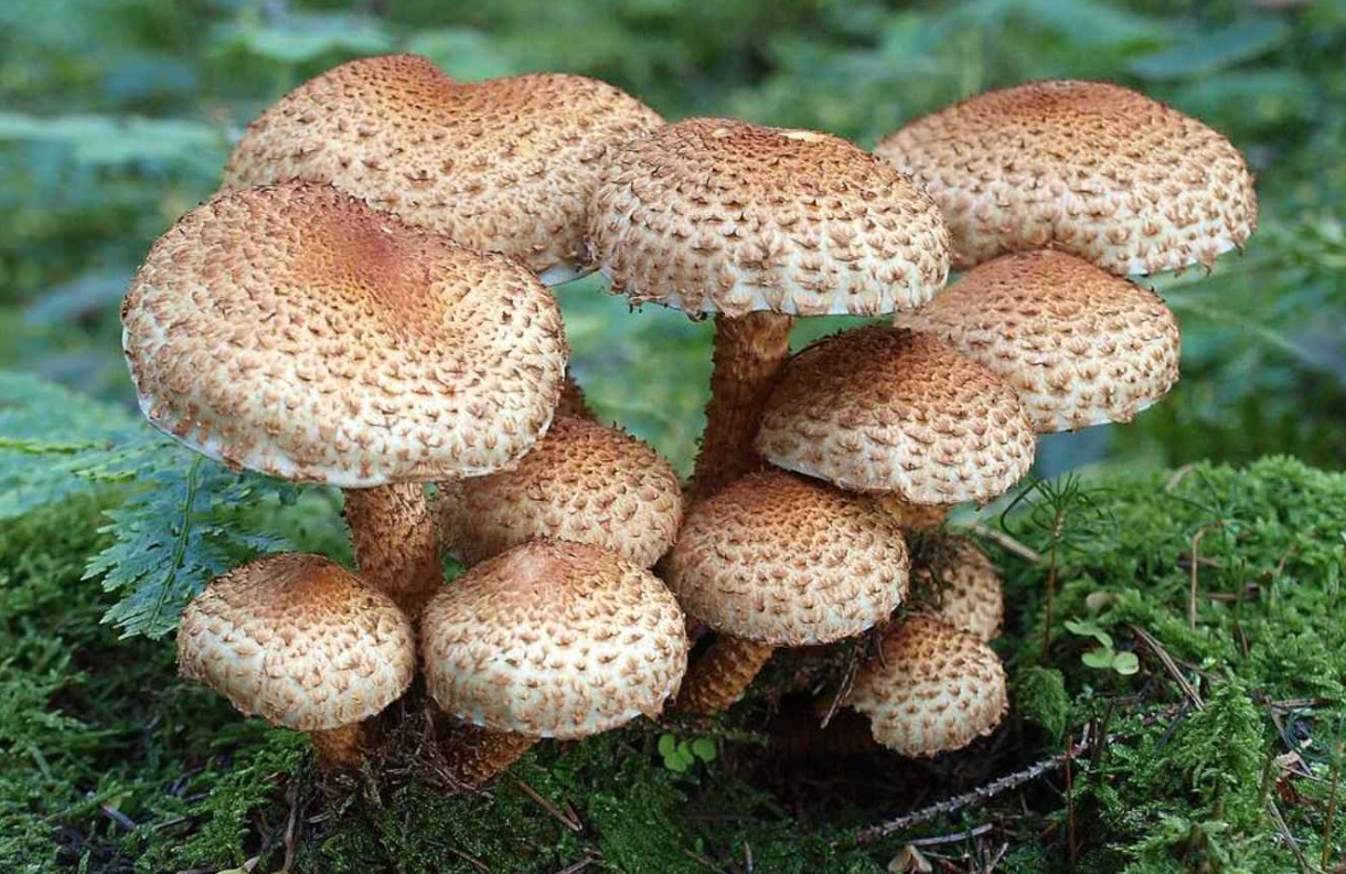 National Mushroom Day 