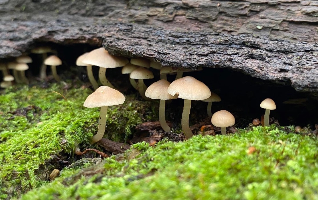 National Mushroom Day