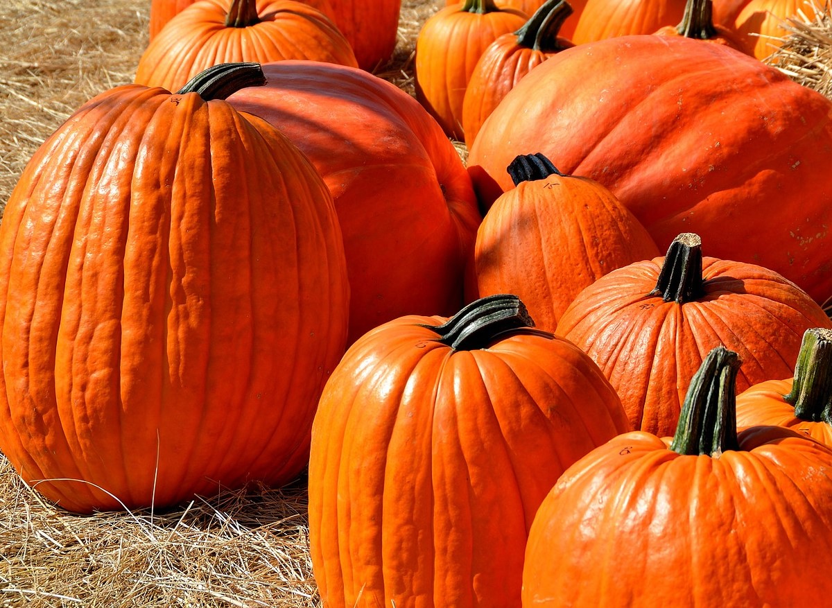 National Pumpkin Day