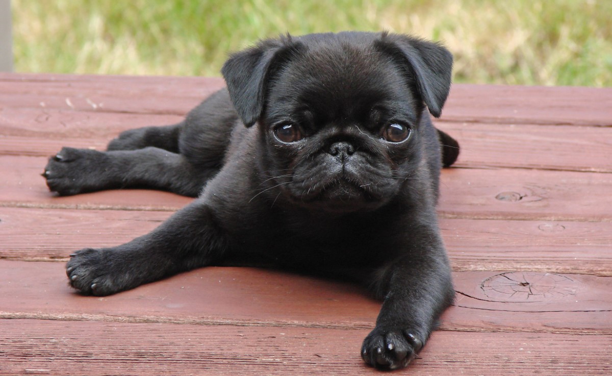 Pug Day Images
