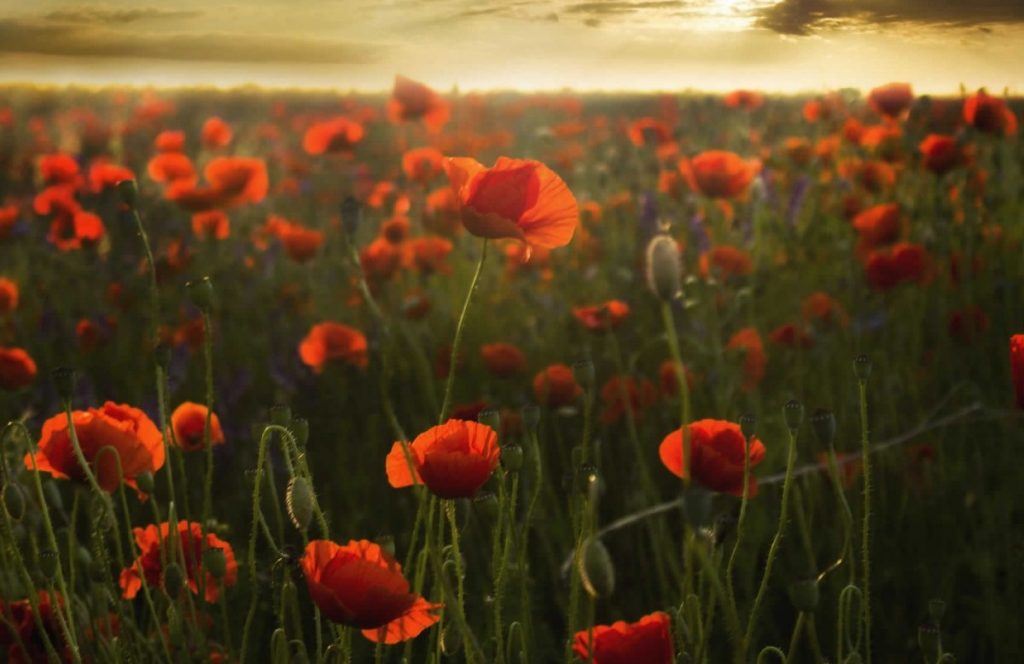 Happy Remembrance Day 2023: Top Wishes, History & Quotes